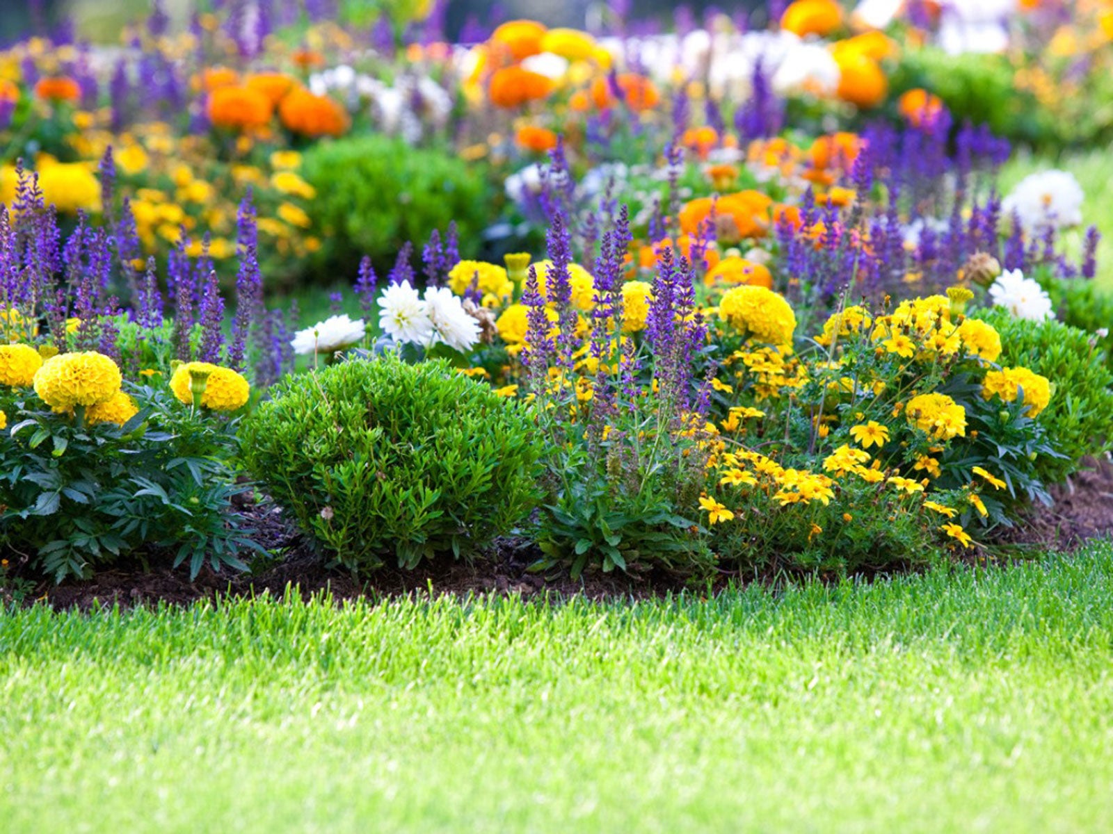 flowers and lawn